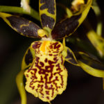 Orchid 6534 Orchid, Les Orchidées de Michel Vacherot. Roquebrune-sur-Argens, décembre 2021.